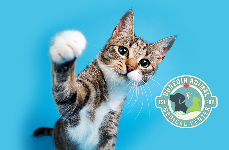 image of Dunedin Local Vet