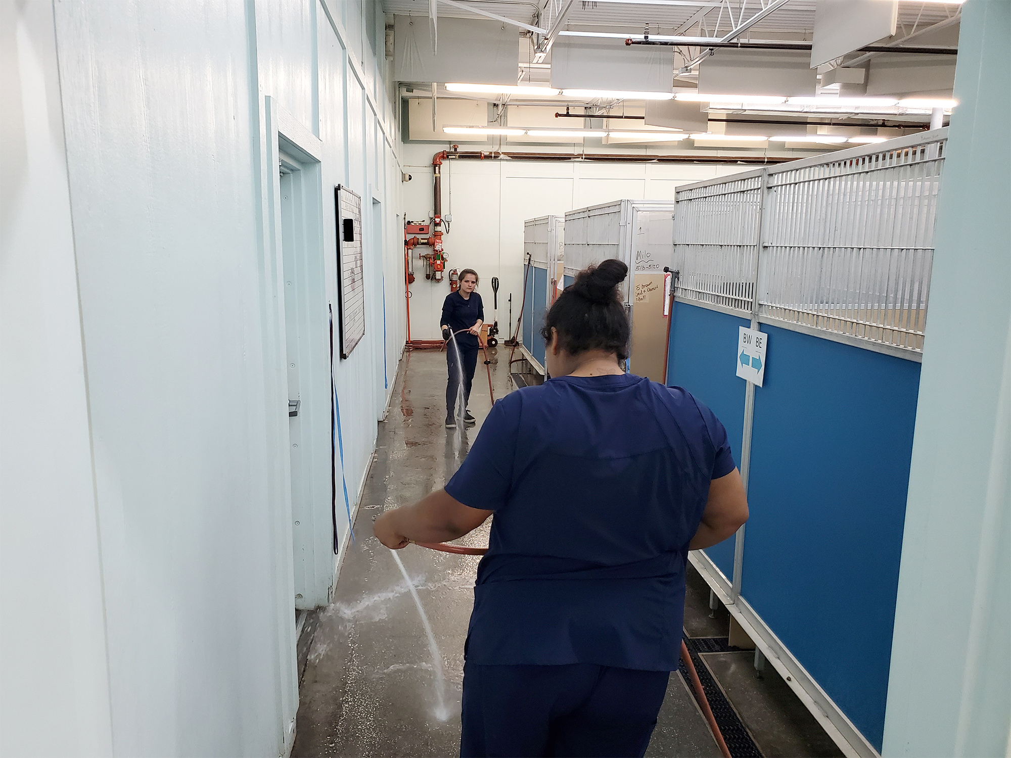 image of super clean dog kennels in Dunedin and Clearwater Florida